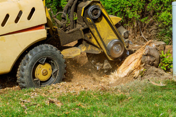 Emergency Storm Tree Removal in Sparta, MI